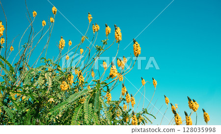Flowering Senna didymobotrya bushes against clear blue sky in autumn Nature background 128035998