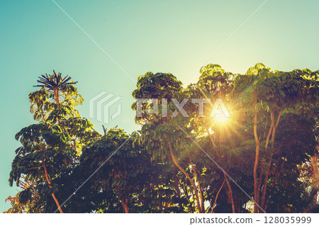 Mediterranean landscape. Foliage on a sunny day. Schefflera trees in the park 128035999