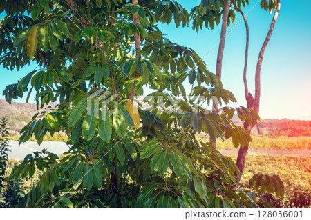 Mediterranean landscape. Foliage on a sunny day. Schefflera trees in the park Mediterranean landscape. Foliage on a sunny day. Schefflera trees in the park 128036001