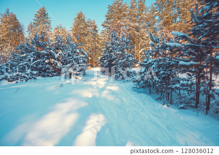 The edge of a snowy forest on a sunny winter day. Pine forest in winter The edge of a snowy forest on a sunny winter day. Pine forest in winter 128036012