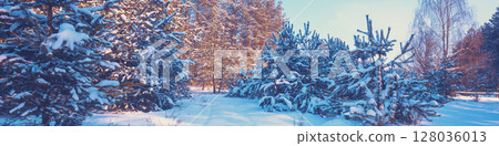 Snowy forest on a sunny winter day. Pine forest in winter. Horizontal banner Snowy forest on a sunny winter day. Pine forest in winter. Horizontal banner 128036013