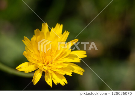 Bright yellow flat weed close up with blurred background . High quality photo 128036070