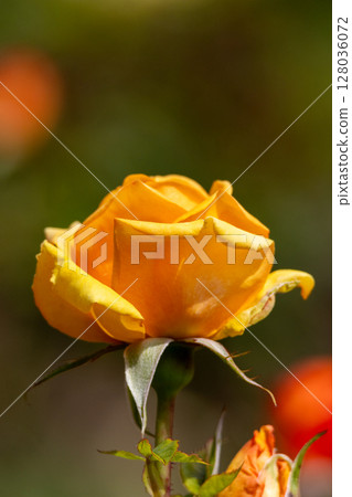 Side profile of a golden rose with a blurred background . High quality photo 128036072