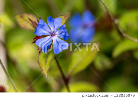Blue leadwood close up with blurred background . High quality photo Blue leadwood close up with blurred background . High quality photo 128036079