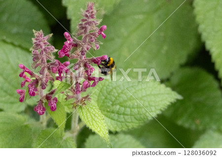 Honey bee feeding on purple flowers. High quality photo 128036092