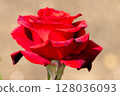 Full red rose with blurred background. High quality photo 128036093