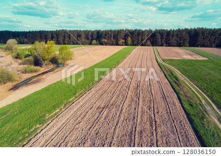 Plowed fields against the backdrop of a pine forest in spring. Dirt road through a field 128036150