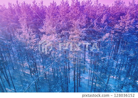 Pine forest covered with snow. Aerial view of the winter pine forest. Gradient color Pine forest covered with snow. Aerial view of the winter pine forest. Gradient color 128036152