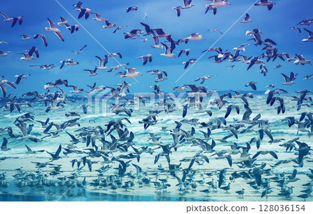Seascape in the evening. Sunset over the sea. Seagulls flying on the beach. Atlantic Ocean in the evening Seascape in the evening. Sunset over the sea. Seagulls flying on the beach. Atlantic Ocean in the evening 128036154