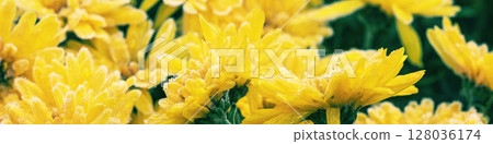 Yellow Chrysanthemum flowers are covered with rime in winter. Horizontal banner Yellow Chrysanthemum flowers are covered with rime in winter. Horizontal banner 128036174