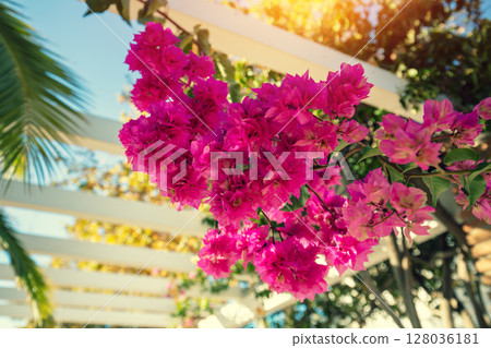 Bougainvillea flowers in the park on a summer sunny day Bougainvillea flowers in the park on a summer sunny day 128036181
