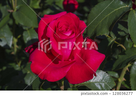 紅玫瑰 128036277