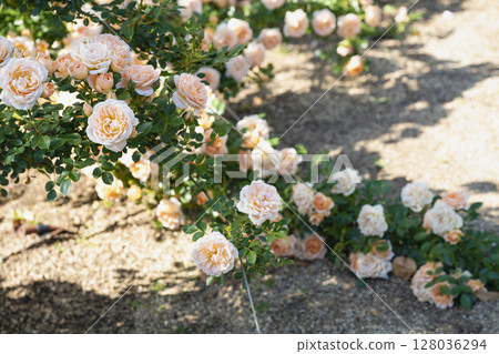 盛開的橙色和白色玫瑰 盛開的橙色和白色玫瑰 128036294