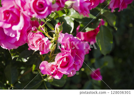 Pink rose Pink rose 128036301