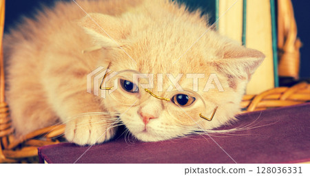 Cute business little kitten wearing glasses lying on a book. Horizontal banner Cute business little kitten wearing glasses lying on a book. Horizontal banner 128036331