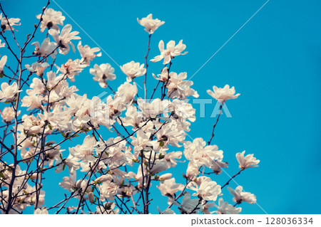 Blooming white flowers of Magnolia stellata against the blue sky. Spring. Blue vintage floral background 128036334