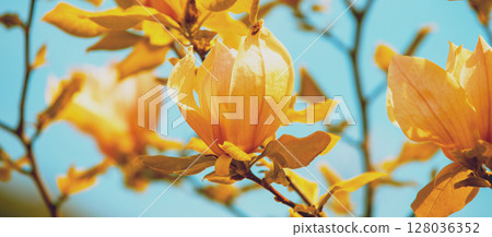 Blossoming magnolia flowers against the blue sky. Springtime. Natural vintage flower background 128036352