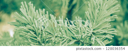 Pine branches are covered with ice after freezing rain. Nature winter background. Winter nature. Horizontal banner Pine branches are covered with ice after freezing rain. Nature winter background. Winter nature. Horizontal banner 128036354