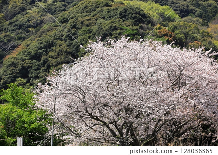伊豆半島南伊豆町青野川沿岸的櫻花 伊豆半島南伊豆町青野川沿岸的櫻花 128036365
