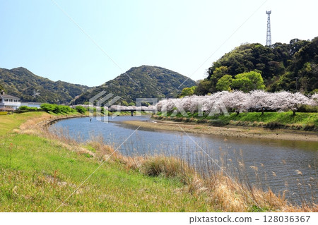 Cherry blossoms along the Aono River in Minamiizu Town, Izu Peninsula Cherry blossoms along the Aono River in Minamiizu Town, Izu Peninsula 128036367