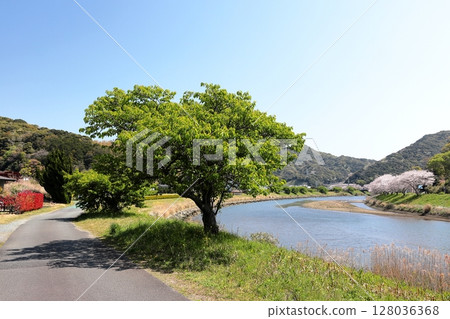 Cherry blossoms along the Aono River in Minamiizu Town, Izu Peninsula Cherry blossoms along the Aono River in Minamiizu Town, Izu Peninsula 128036368