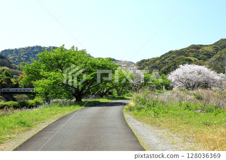 伊豆半島南伊豆町青野川沿岸的櫻花 128036369