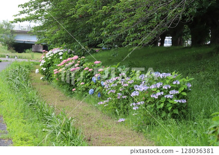 初夏，公園裡盛開著粉紅色、藍色和白色的繡球花 128036381
