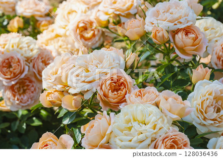 Blooming orange and white roses Blooming orange and white roses 128036436