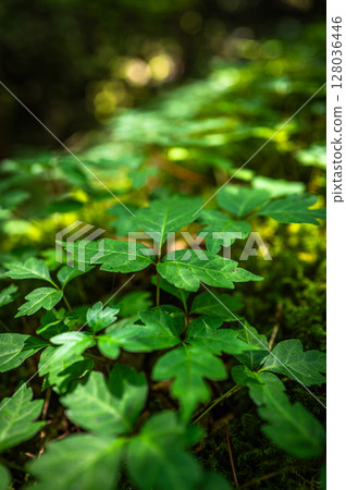 [Famous place for moss] Yamainudake [Kamikatsu Town] 128036446
