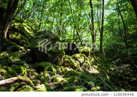 [Famous place for moss] Yamainudake [Kamikatsu Town] 128036448