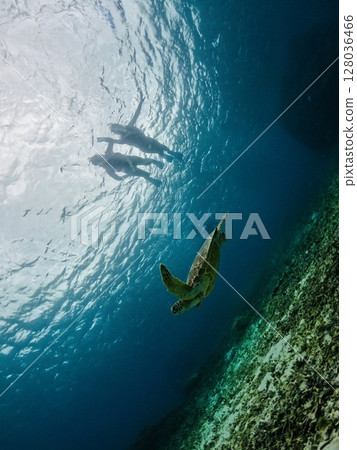 Swim with a sea turtle 128036466