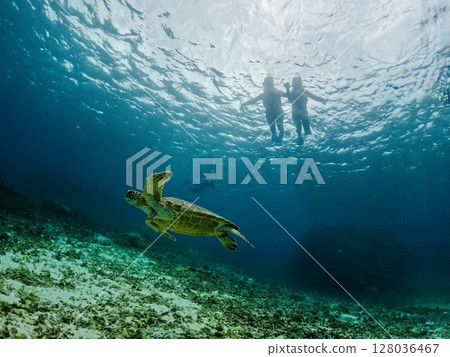 Swim with a sea turtle 128036467