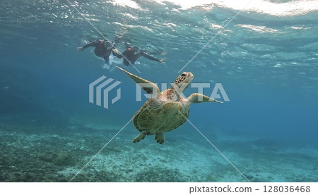 Sea turtle swimming elegantly 128036468