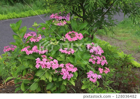 盛開在初夏公園的粉紅色繡球花 128036482