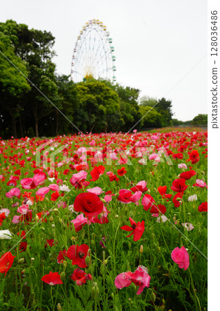 罌粟田和摩天輪 128036486