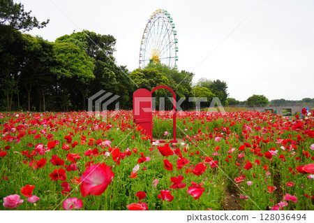 罌粟田和摩天輪 128036494