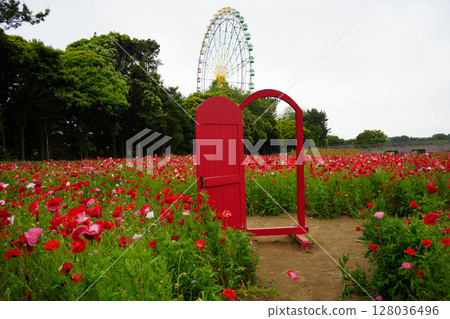 罌粟田和摩天輪 128036496