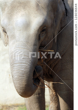 Asian Elephant 128036644