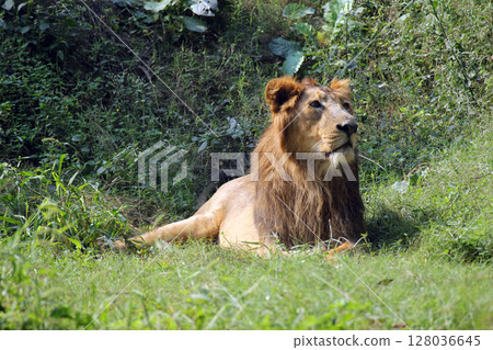 Lion (Panthera leo) 128036645