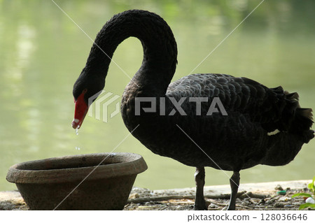 Black swan 128036646