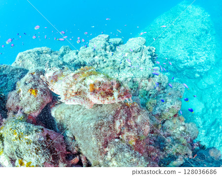 A beautiful scorpionfish, perfectly camouflaged among the rocks. Green damselfish, Amami damselfish and other fish flock together at Hirizo Beach 2024 128036686
