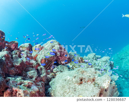 一隻美麗的蝎子魚，完美地隱藏在岩石之間。綠雀鯛、奄美雀鯛和其他魚類在Hirizo海灘（2024）聚集在一起。 128036687