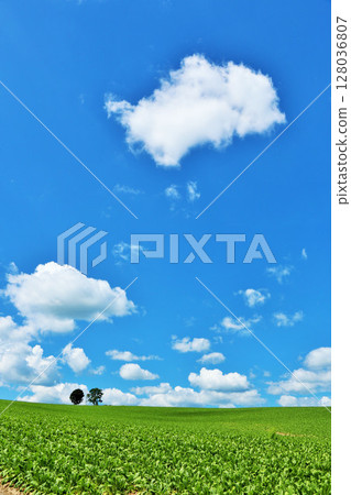 Hokkaido summer blue sky and parent-child tree 128036807