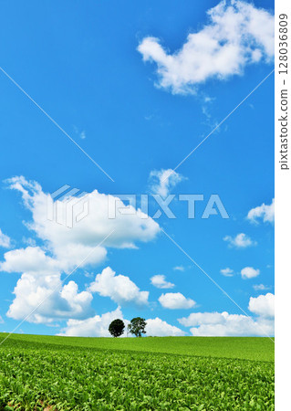 Hokkaido summer blue sky and parent-child tree 128036809