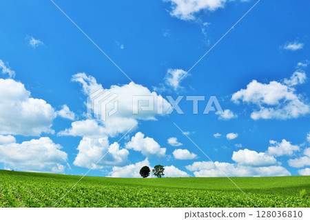 北海道夏天藍天和親子樹 128036810