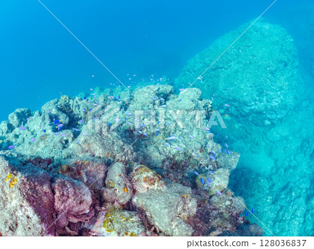 A beautiful scorpionfish that perfectly camouflages itself among the rocks. A school of blue-green damselfish, amami damselfish and others at Hirizo Beach 202 128036837