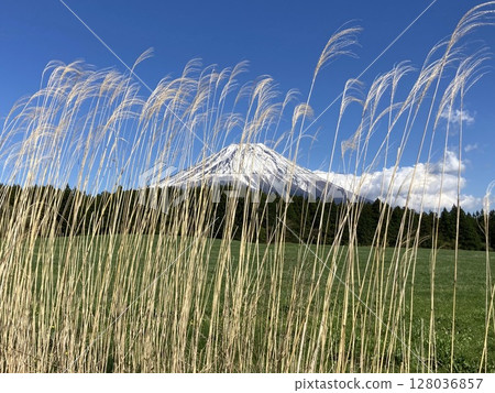 Spring Mt. Fuji, grassland, forest and withered silver grass 3 Spring Mt. Fuji, grassland, forest and withered silver grass 3 128036857