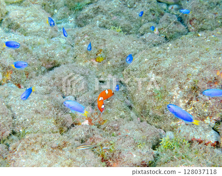 Beautiful juvenile black wrasse and a school of blue-green damselfish, scorpionfish and other fish. Hirizohama Nakagi Minamiizu Town Izu Peninsula Shizuoka Prefecture 2024 Beautiful juvenile black wrasse and a school of blue-green damselfish, scorpionfish and other fish. Hirizohama Nakagi Minamiizu Town Izu Peninsula Shizuoka Prefecture 2024 128037118
