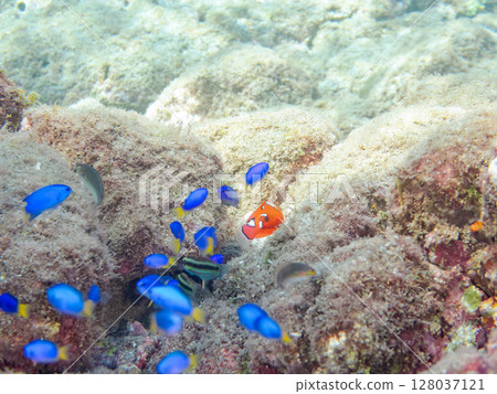Beautiful juvenile black wrasse and a school of blue-green damselfish, scorpionfish and other fish. Hirizohama Nakagi Minamiizu Town Izu Peninsula Shizuoka Prefecture 2024 128037121
