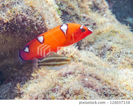 Beautiful juvenile black wrasse and a school of blue-green damselfish, scorpionfish and other fish. Hirizohama Nakagi Minamiizu Town Izu Peninsula Shizuoka Prefecture 2024 128037138
